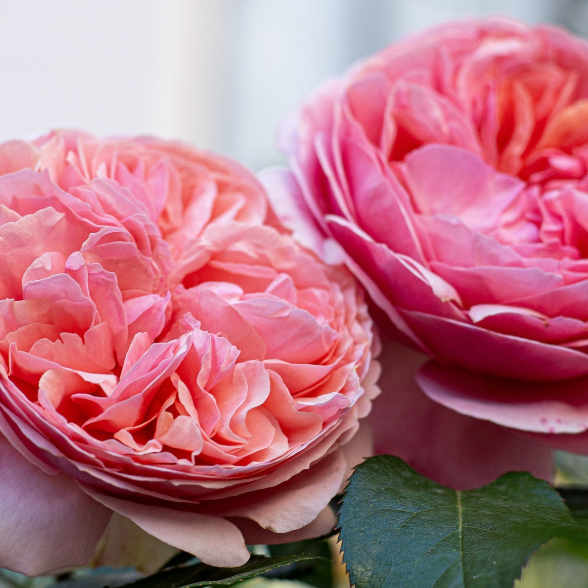 Jubilee Celebration David Austin Rose | Salmon-Pink English Shrub Rose