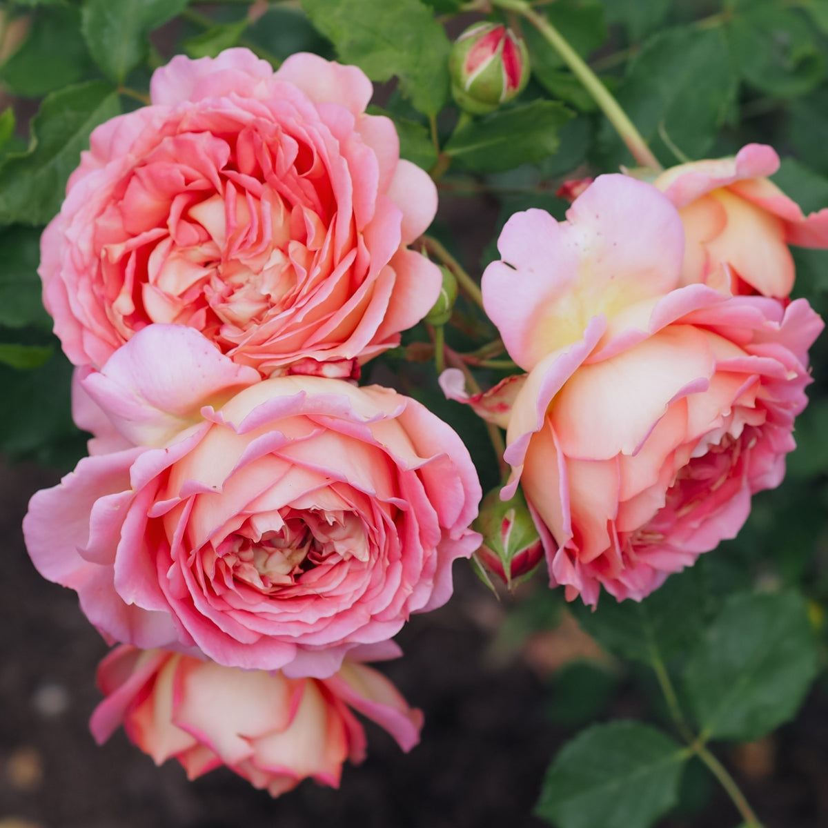 Jubilee Celebration David Austin Rose | Salmon-Pink English Shrub Rose