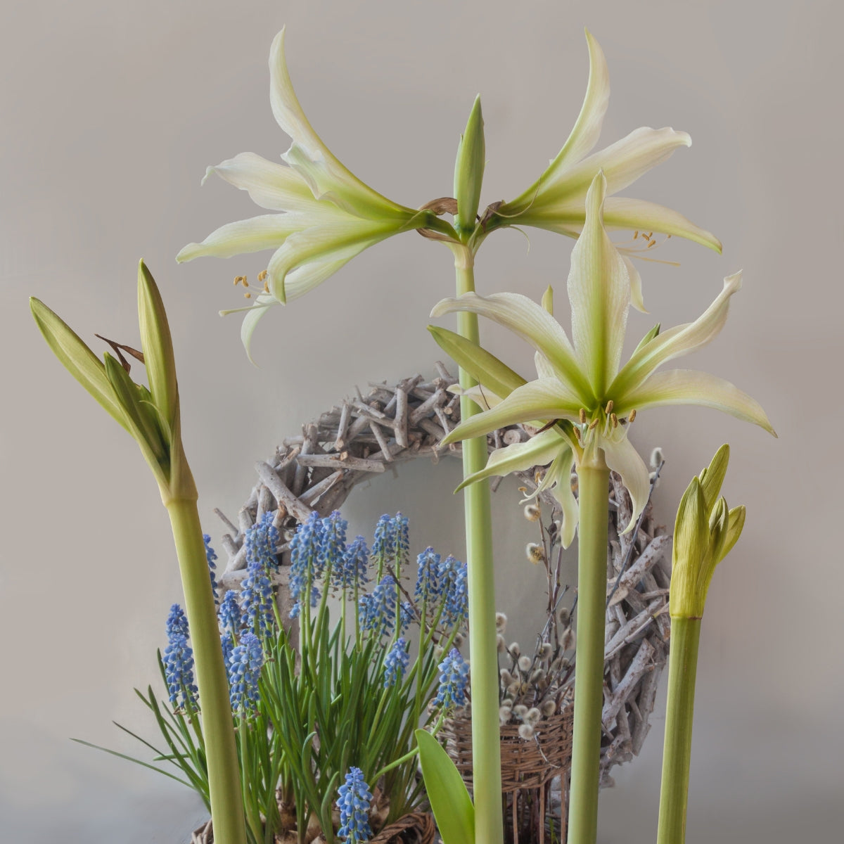Hippeastrum ‘White Nile’ Amaryllis Bulb | White Trumpet Flower