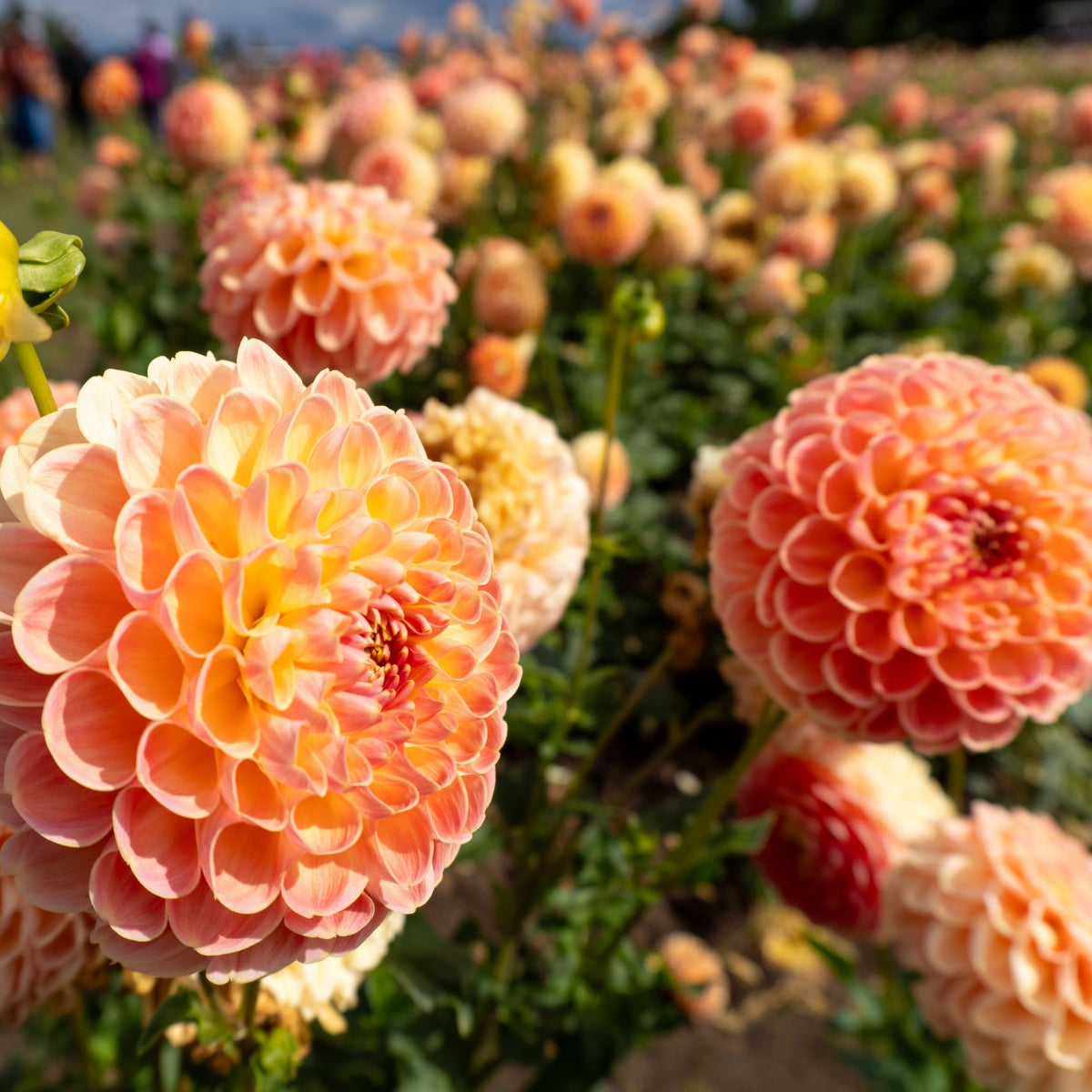 Dahlia ‘Bee Hive’ Tuber | Bronze-Orange Miniature Ball