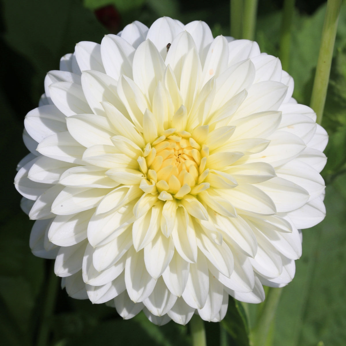 Dahlia ‘Ben Hur’ Tuber | Large Ivory-White Decorative Flowers
