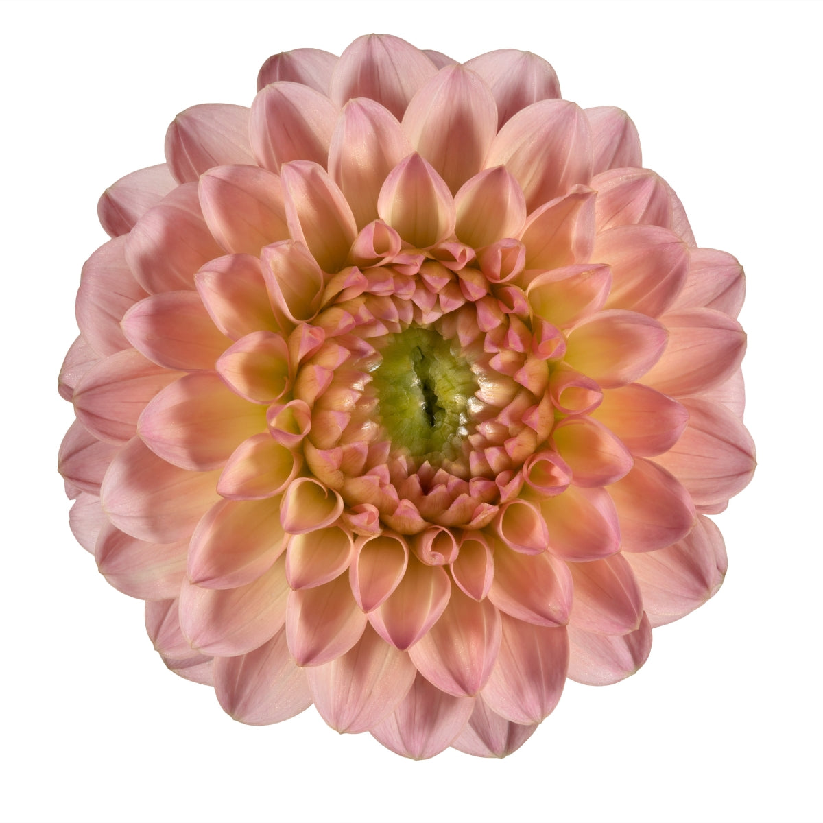 Dahlia ‘Breannon’ Tuber | Peach, Apricot &amp; Dusty Pink Flowers