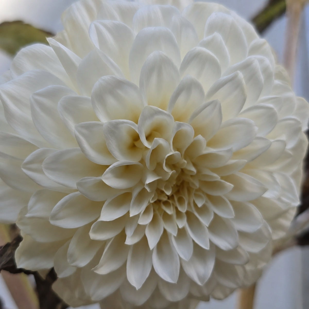 Dahlia ‘Cinderella’ Tuber | Cream Flowers with Pink Blush