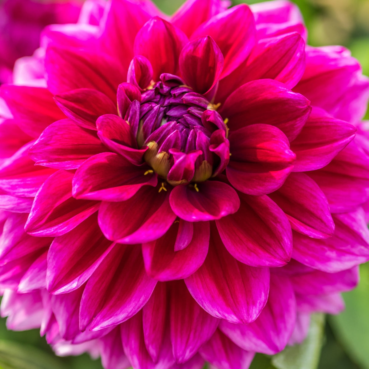 Dahlia ‘Gelati’ Tuber | Soft Pink and Cream Bi-Colour Flowers