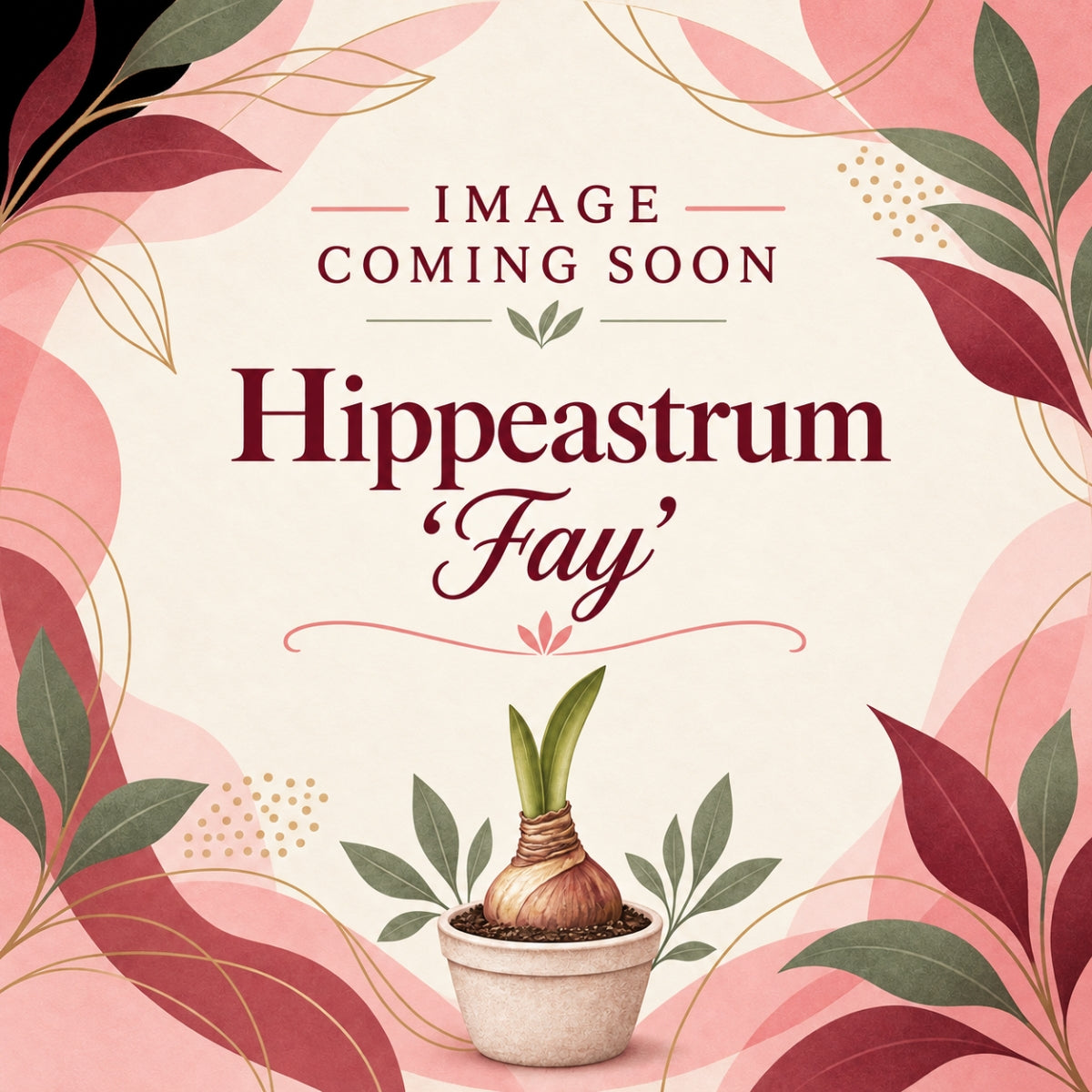 Hippeastrum ‘Fay’ Amaryllis Bulb | Blush Pink and Coral Flowers