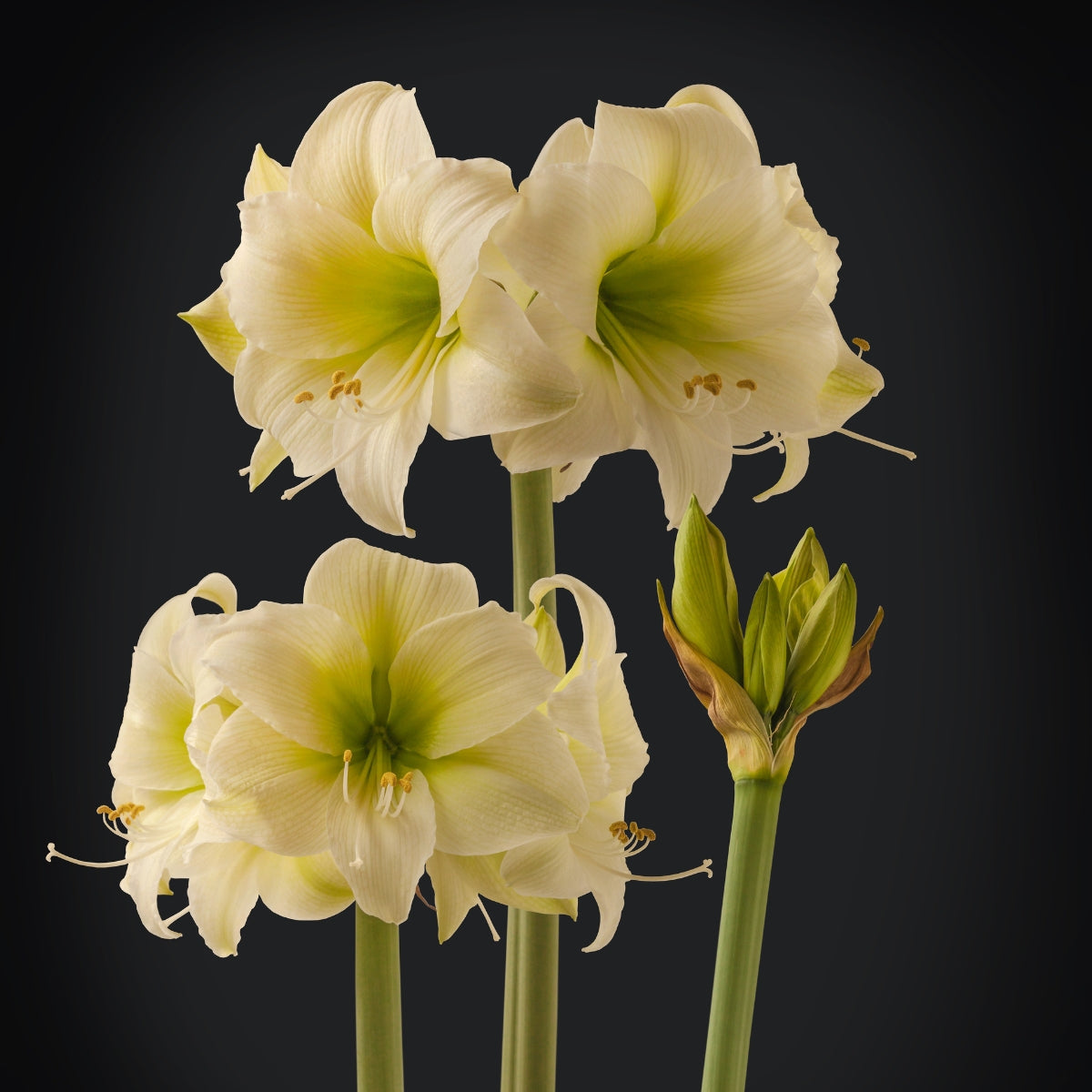 Hippeastrum ‘North Pole’ Bulb | Pure White Amaryllis