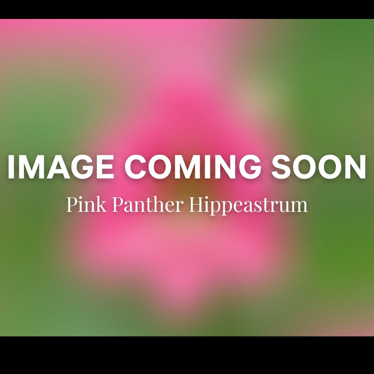 Hippeastrum ‘Pink Panther’ Bulb | Bright Pink Amaryllis