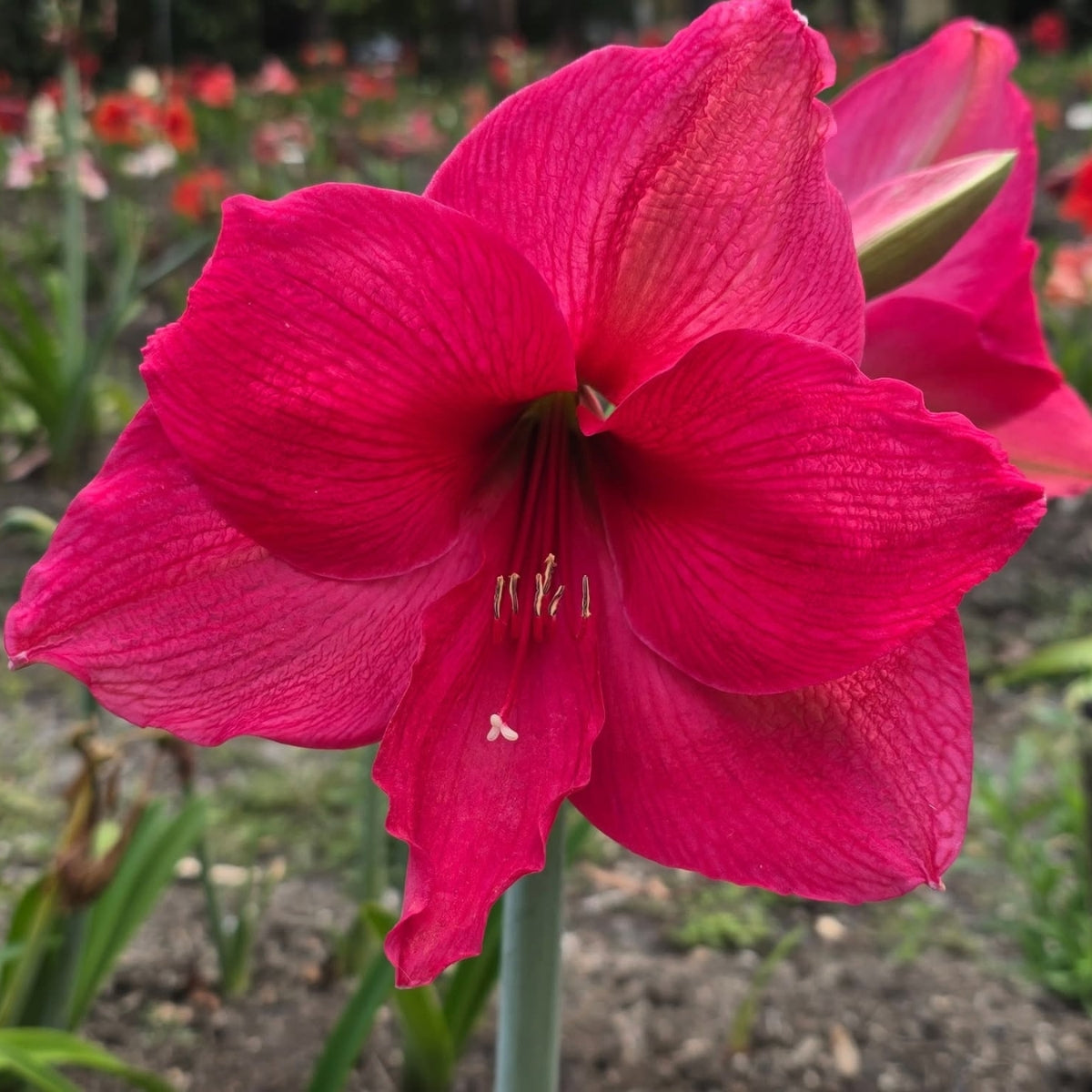 Hippeastrum ‘Pretty in Pink’ Bulb | Soft Pink Amaryllis