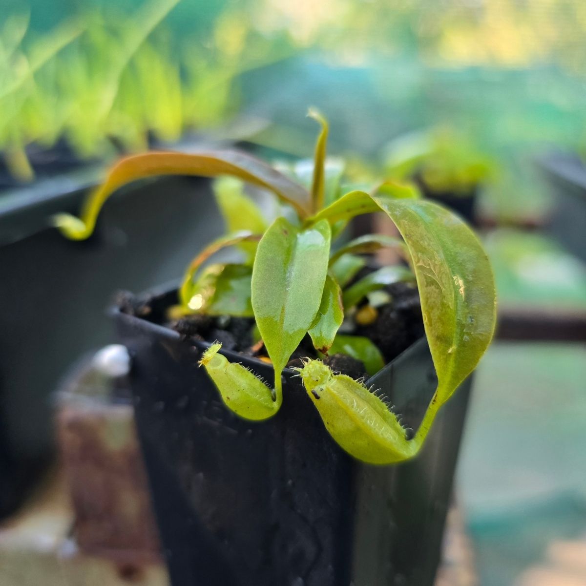 Nepenthes ‘Louisa’ Pitcher Plant | Jumbo Green Carnivorous Plant | 50mm Pot