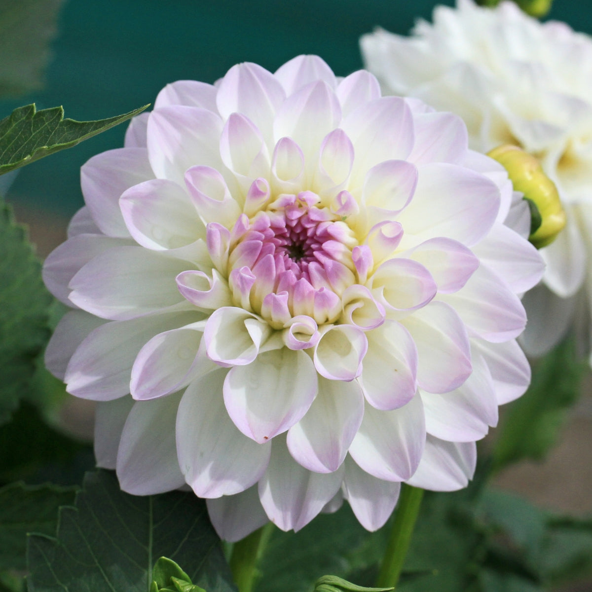 Dahlia ‘Cloe’ Tuber | White and Lavender Ball Dahlia