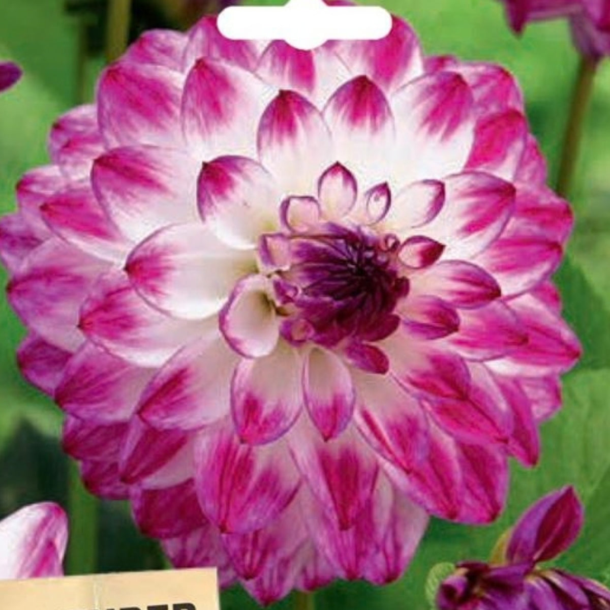 Dahlia ‘Gambier Jane’ Tuber | Cream, Plum and Pink Decorative Dahlia
