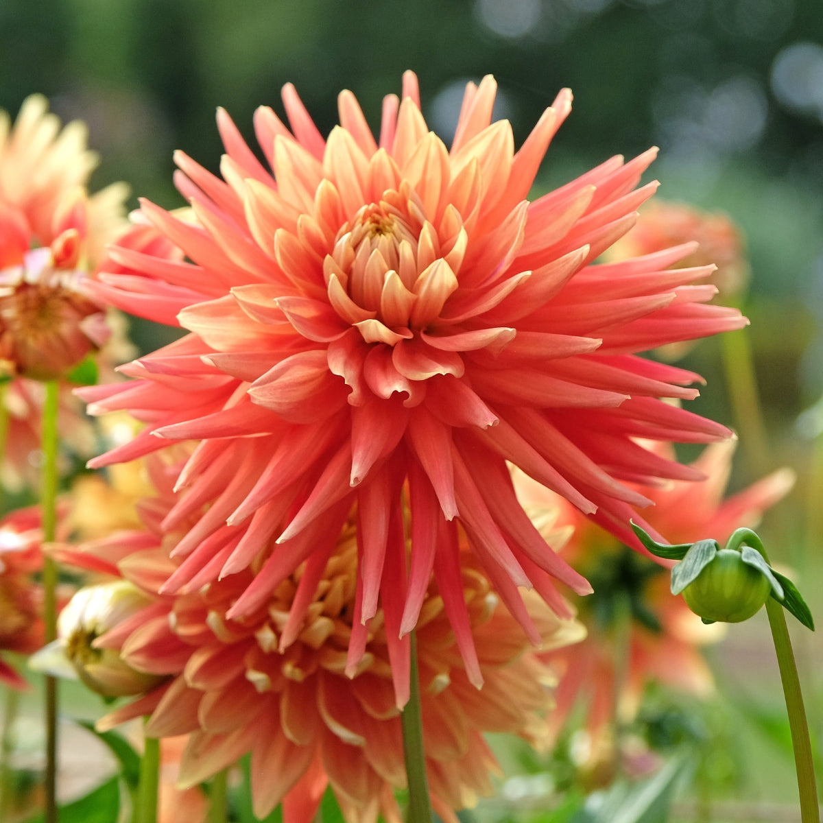 Dahlia ‘Tuscany’ Tuber | Gold, Orange and Apricot Cactus Dahlia