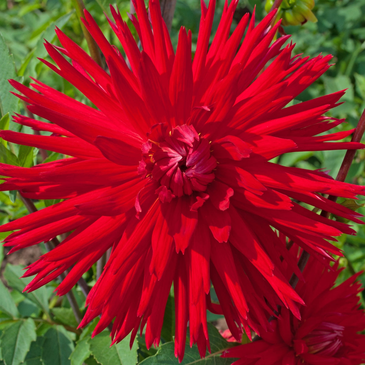 Dahlia ‘Firewheel’ Tuber | Bright Red Cactus Dahlia