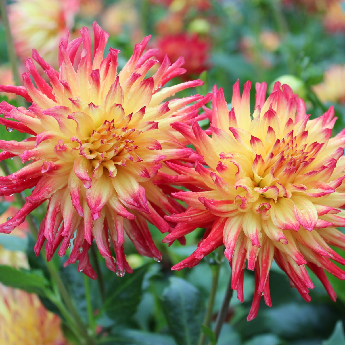 Dahlia ‘Mountain Aurora’ Tuber | Yellow and Red-Pink Cactus Dahlia