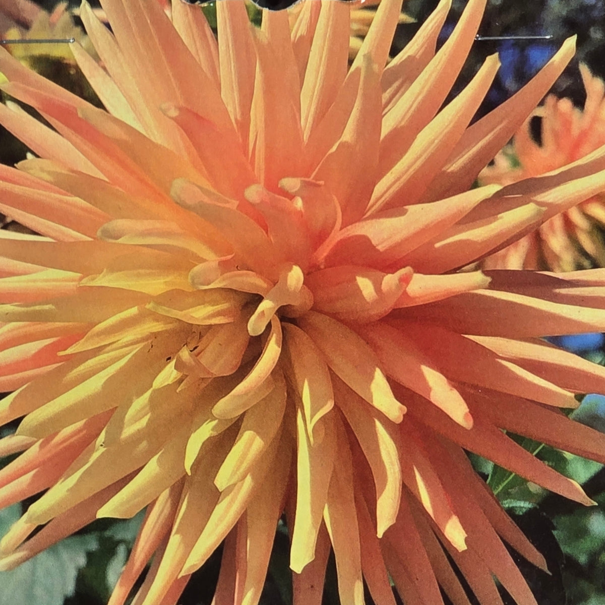 Dahlia ‘Sunburst’ Tuber | Golden-Orange Cactus Dahlia