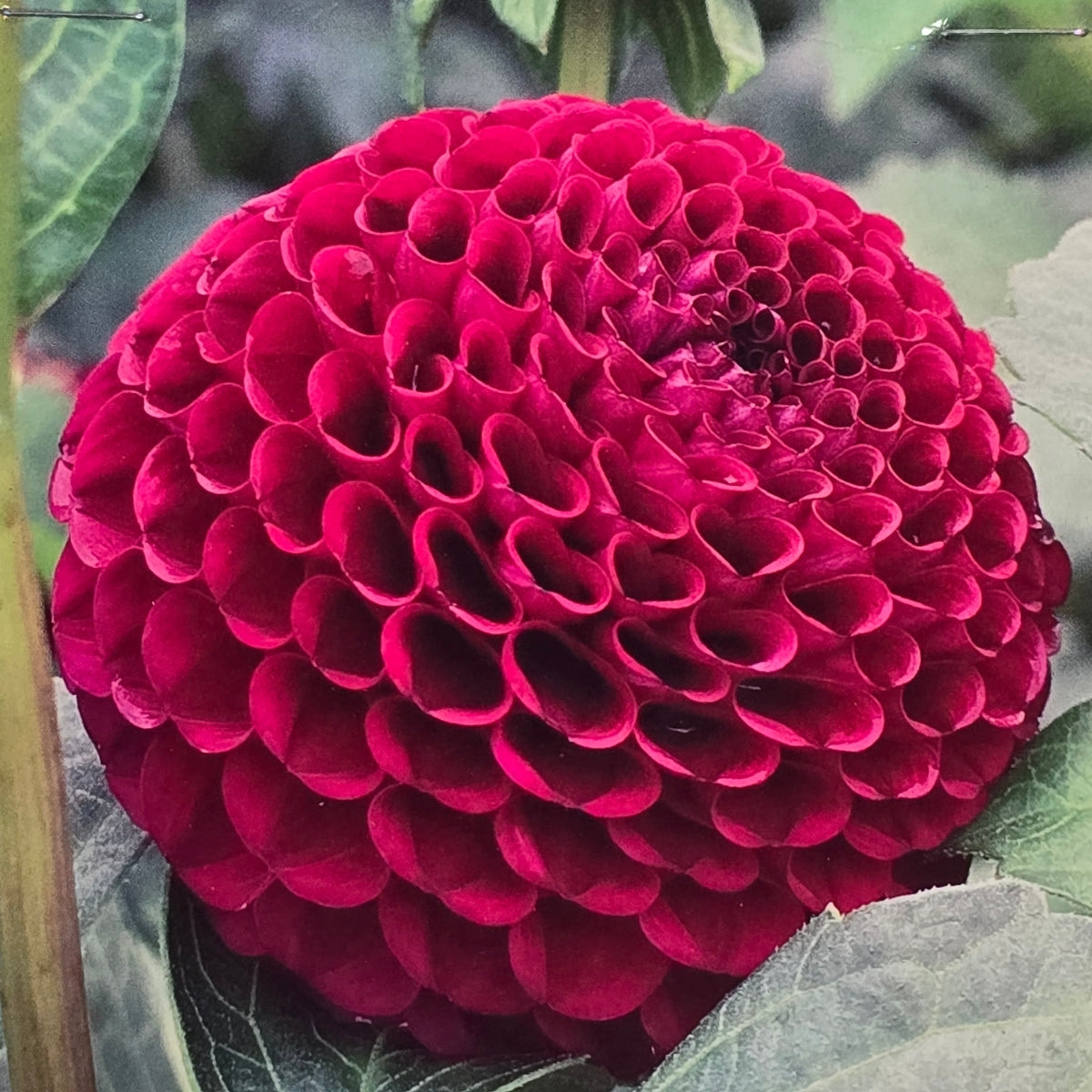Dahlia ‘Pide of Place’ Tuber | Burgundy-Purple Pompon Dahlia