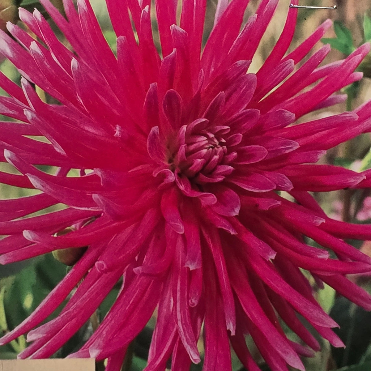 Dahlia ‘Superior’ Tuber | Hot Pink Large Cactus Dahlia