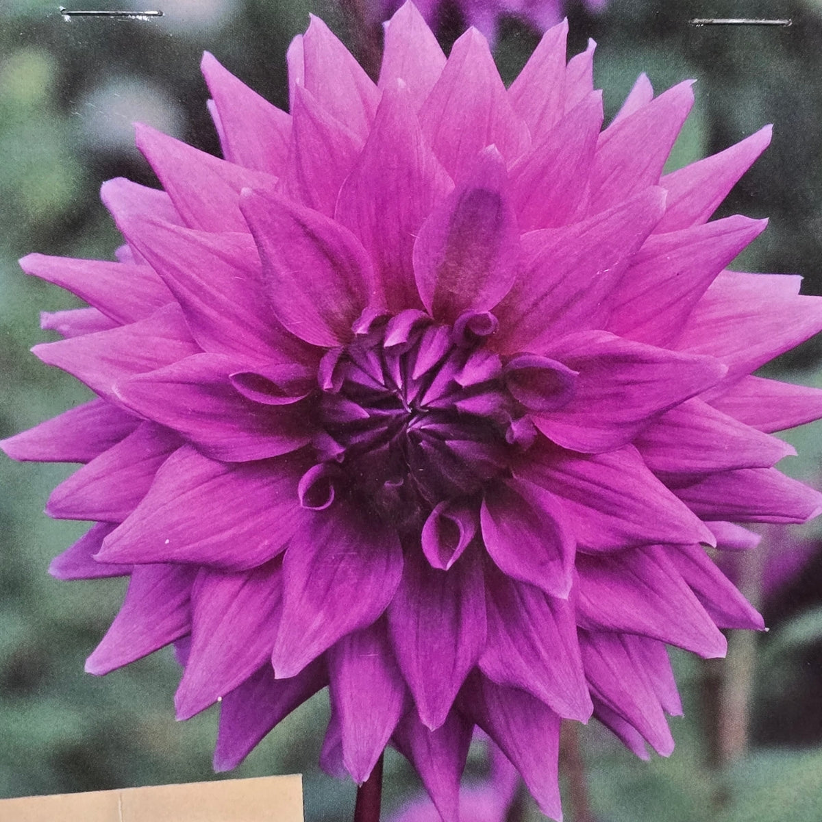 Dahlia ‘Hedgehog’ Tuber | Mauve-Purple Cactus Dahlia