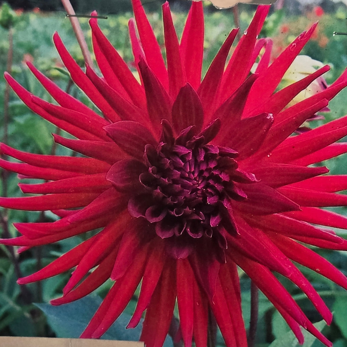 Dahlia ‘Mrs Rees’ Tuber | Deep Burgundy-Red Cactus Dahlia
