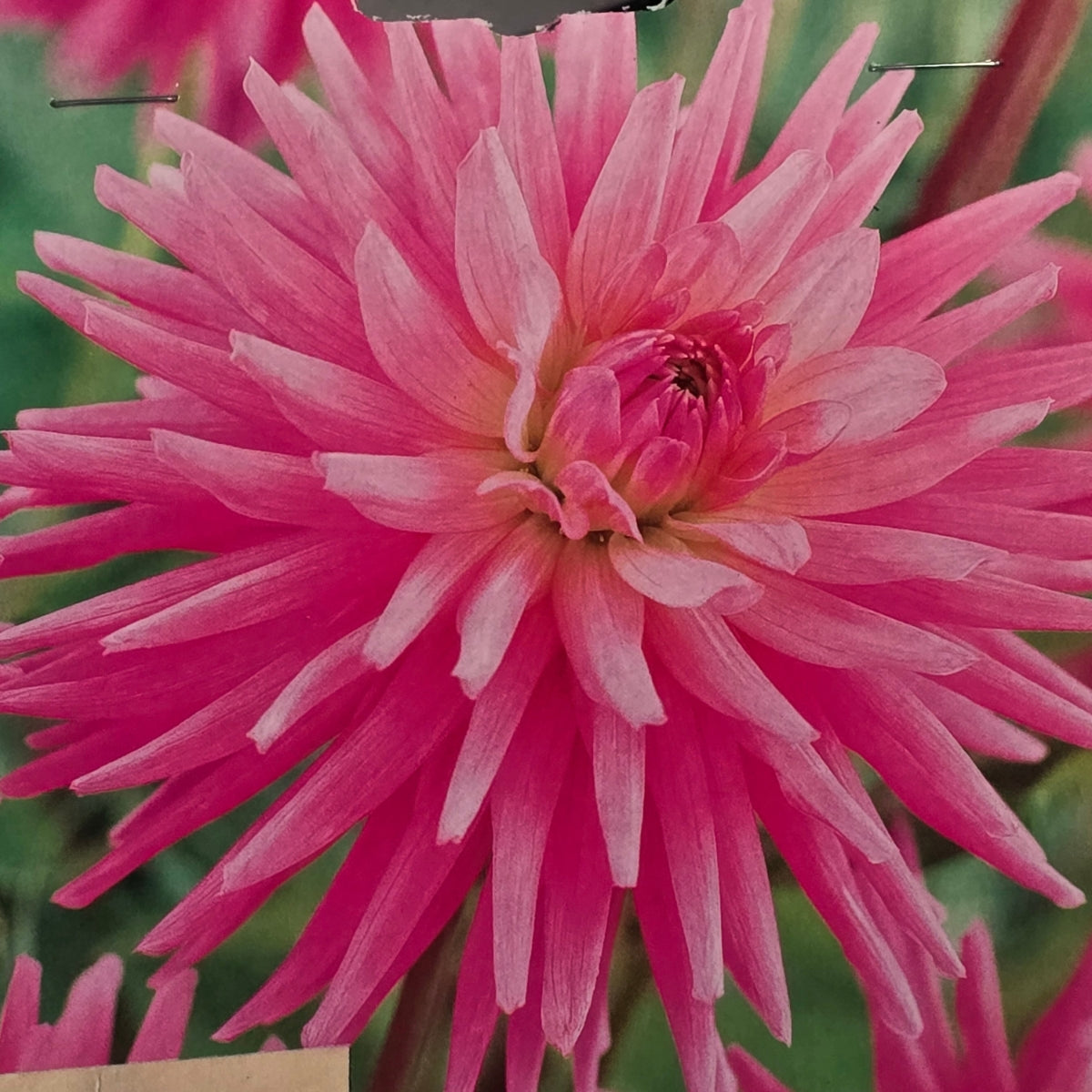 Dahlia ‘Holly Maree’ Tuber | Rose-Pink Cactus Dahlia