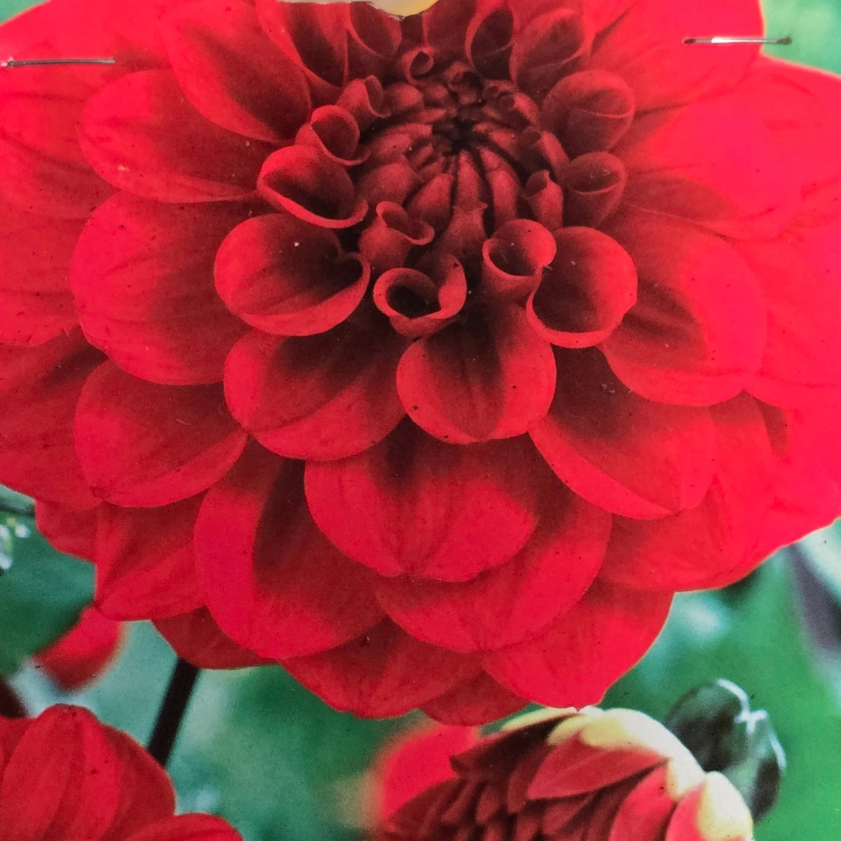 Dahlia ‘Hot Shot’ Tuber | Bright Red Decorative Dahlia