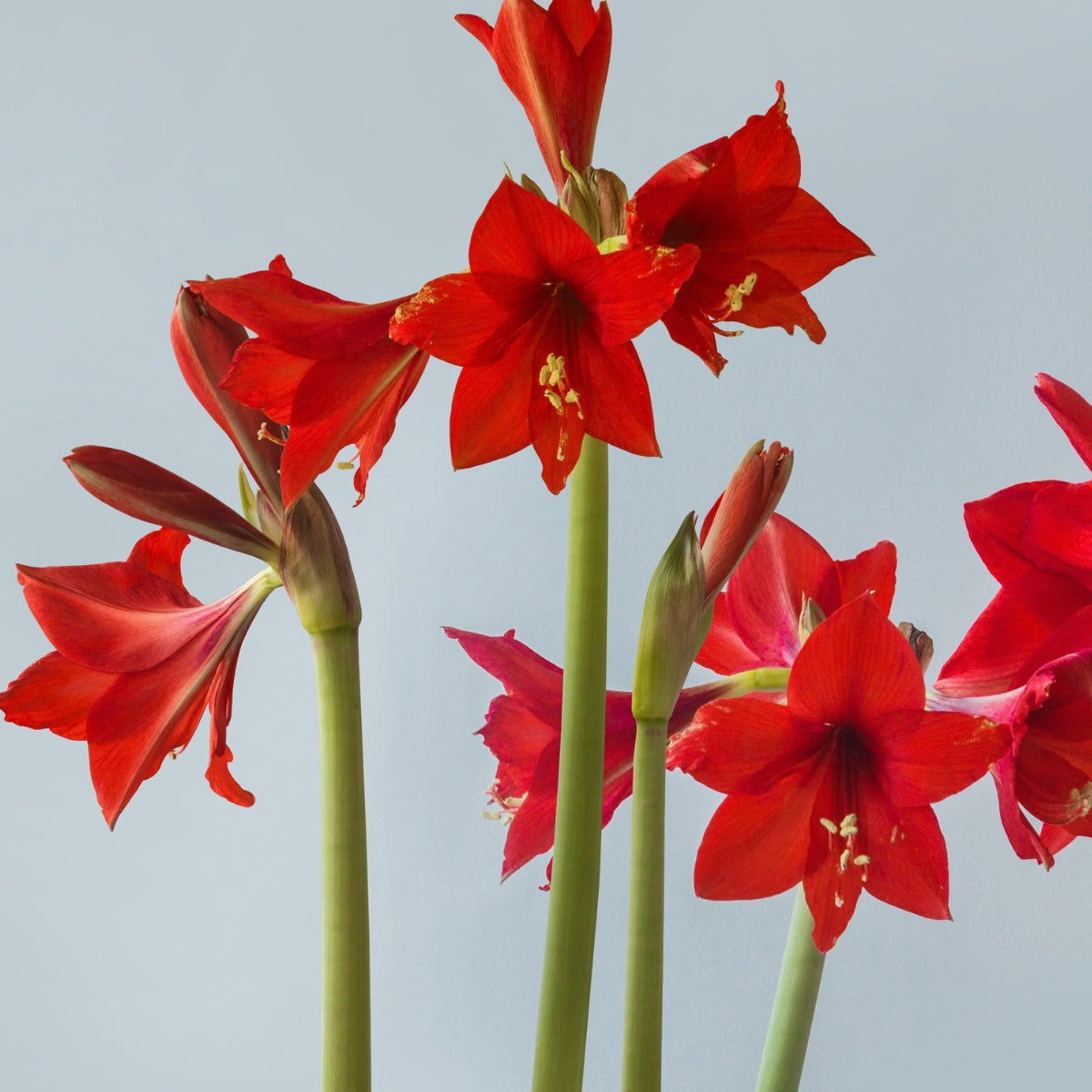 Hippeastrum ‘Red Rascal’ Bulb | Bright Red Sonatini Amaryllis