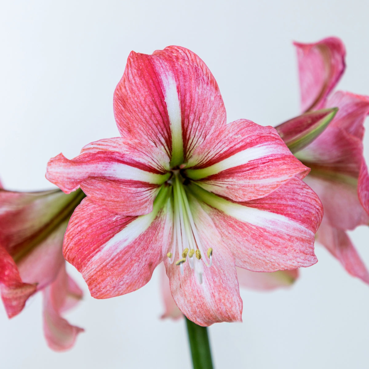 Hippeastrum ‘River Dance’ Bulb | Blush-Pink Amaryllis