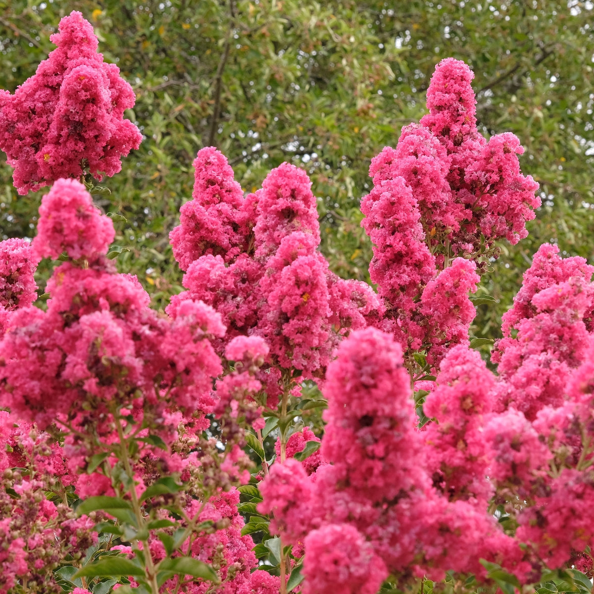 Lagerstroemia ‘Tuscarora’ Crepe Myrtle | Coral-Pink Flowers – 50mm Tube