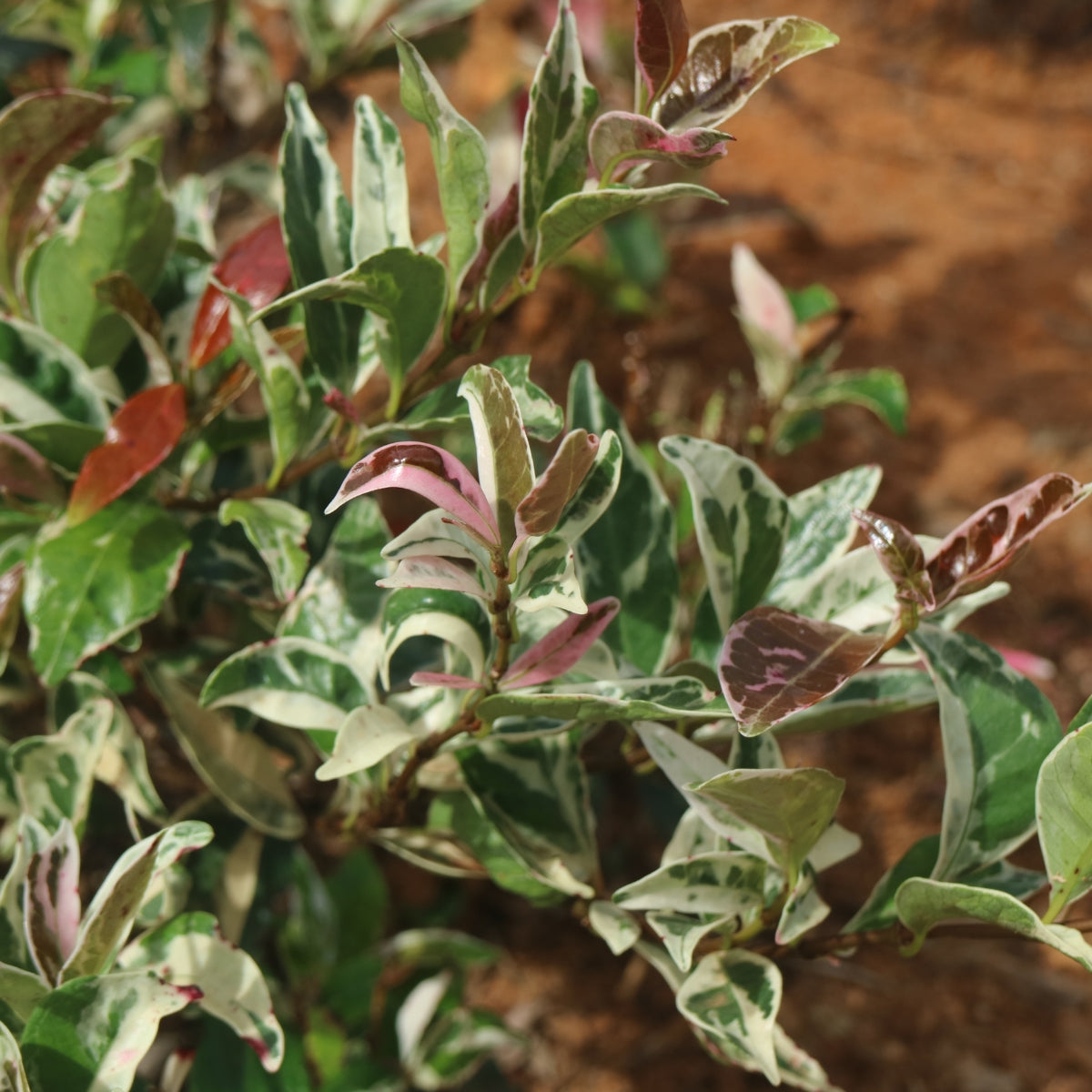 Trachelospermum jasminoides &