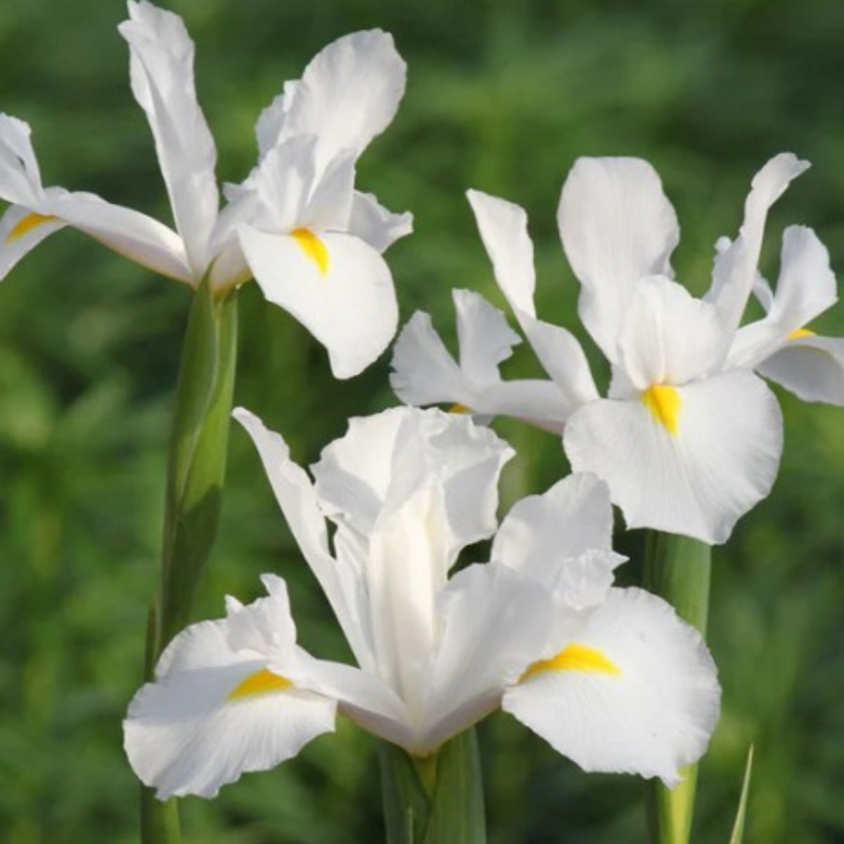 Dutch Iris (Iris x hybrid) – Elegant Spring Blooms