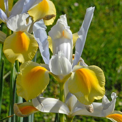 Dutch Iris (Iris x hybrid) – Elegant Spring Blooms