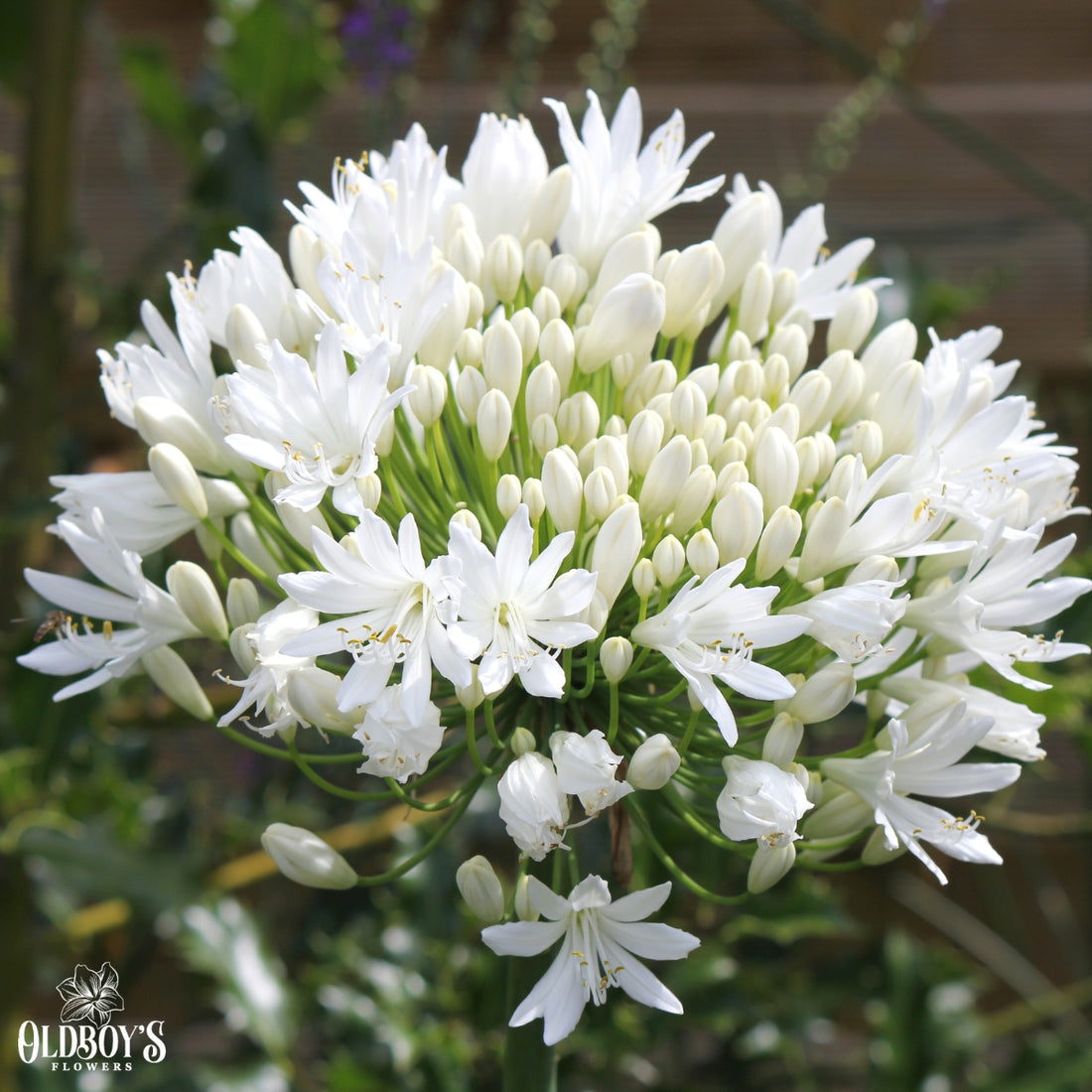 Agapanthus Double Diamond™ ‘RFDD’ PBR – Liliaceae – Agapanthaceae