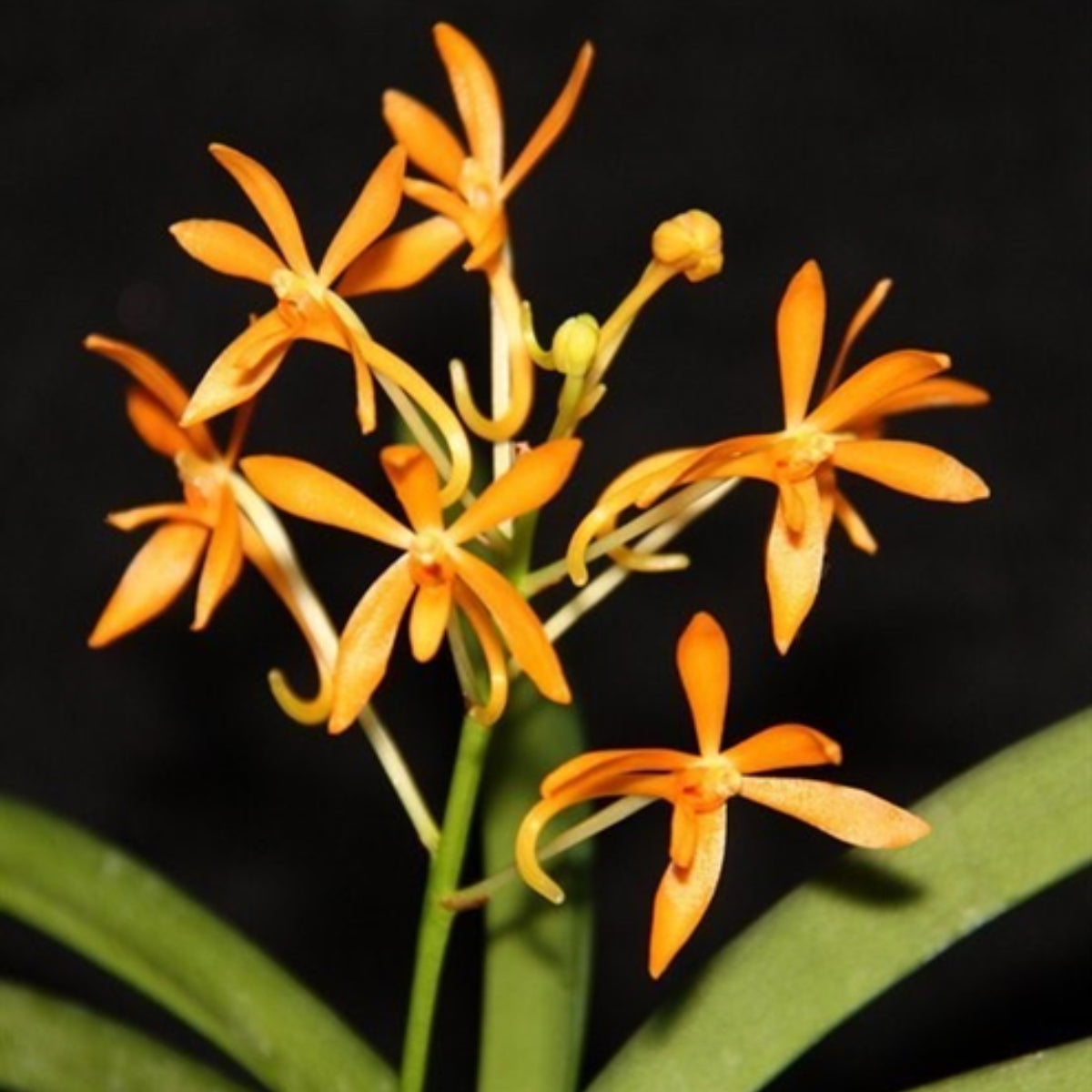 Vanda Orchid – Vibrant, Exotic Blooms