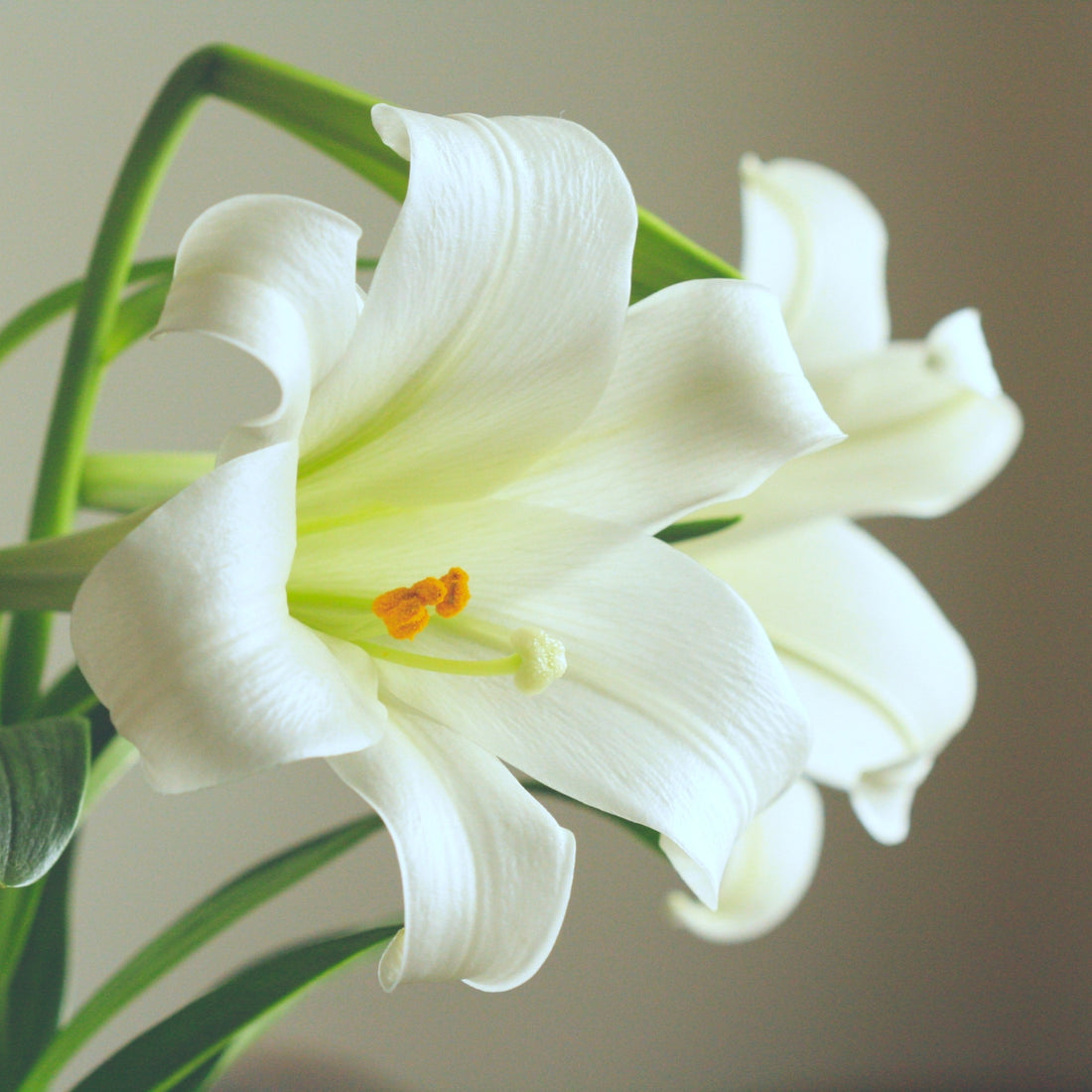 ‘Vuvuzela’ – Fragrant White Longiflorum Lilium Bulbs – Elegant Trumpet Blooms