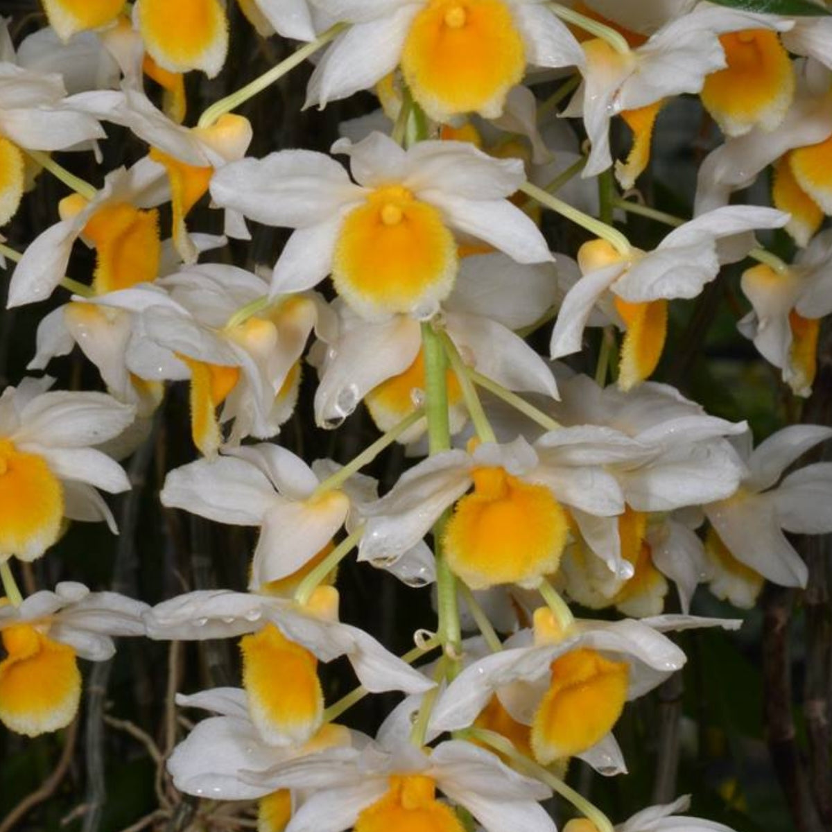 Dendrobium – Orchid – Dendrobium spp – 50mm Potted Collection