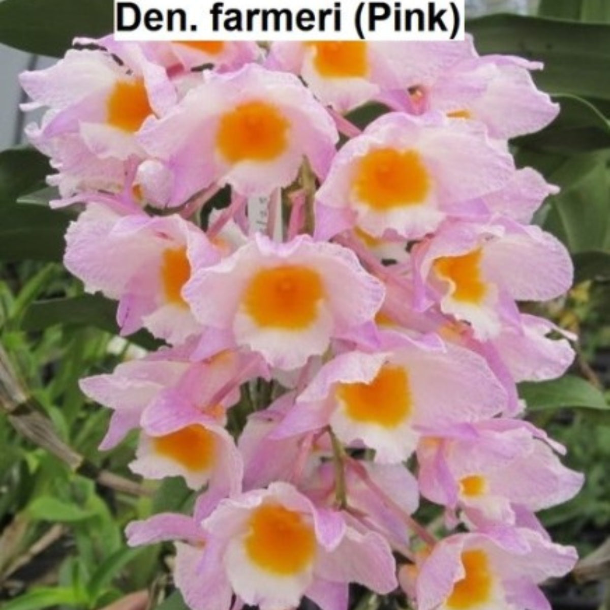 Dendrobium – Orchid – Dendrobium spp – 50mm Potted Collection