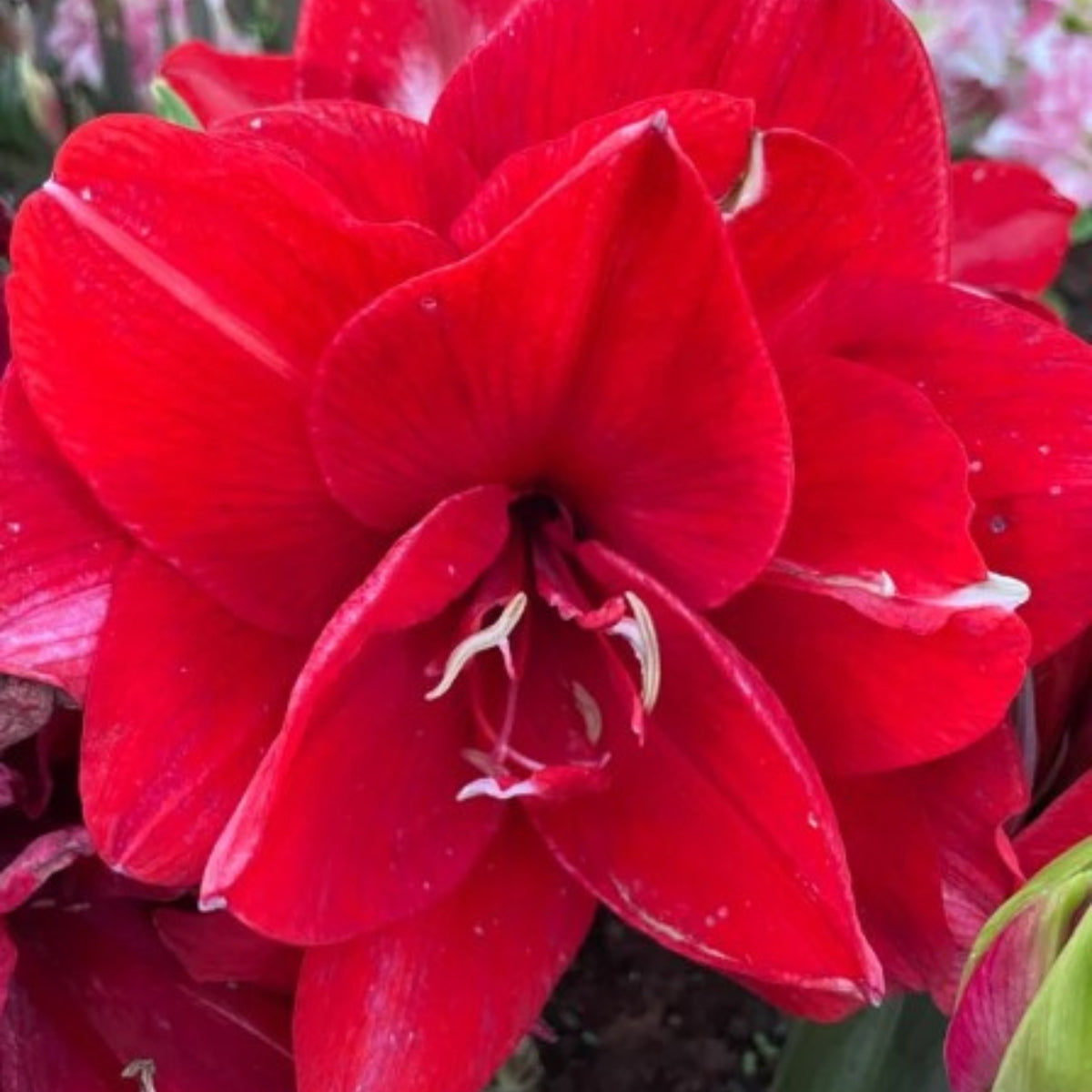 Ragtime - Double Red Amaryllis Bulb – Hippeastrum