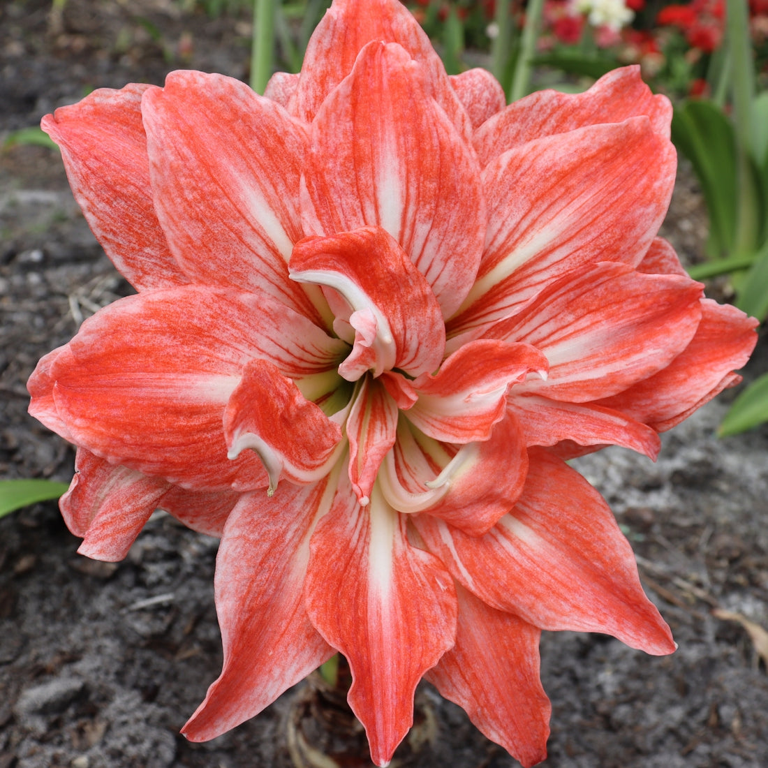Hippeastrum &