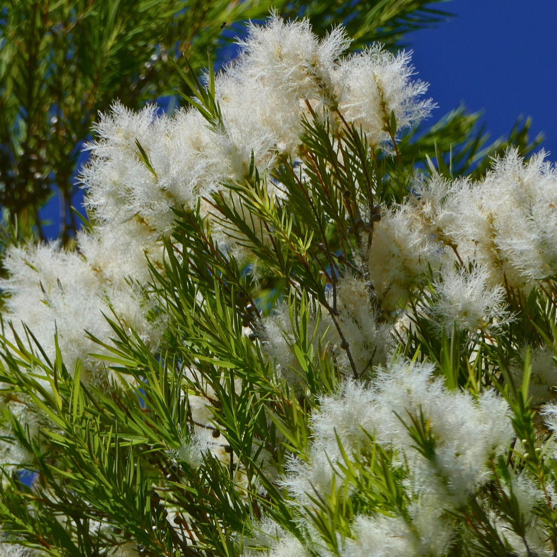 Melaleuca linariifolia &