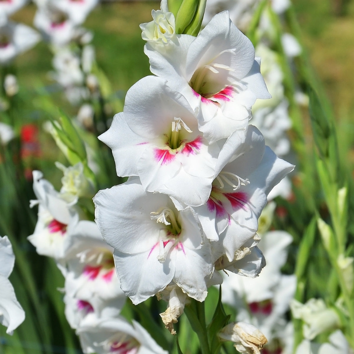 Amber Mystique - Gladioli - Bulb - Gladiolus Grandiflorus – Creamy White Petals with Cerise Throat