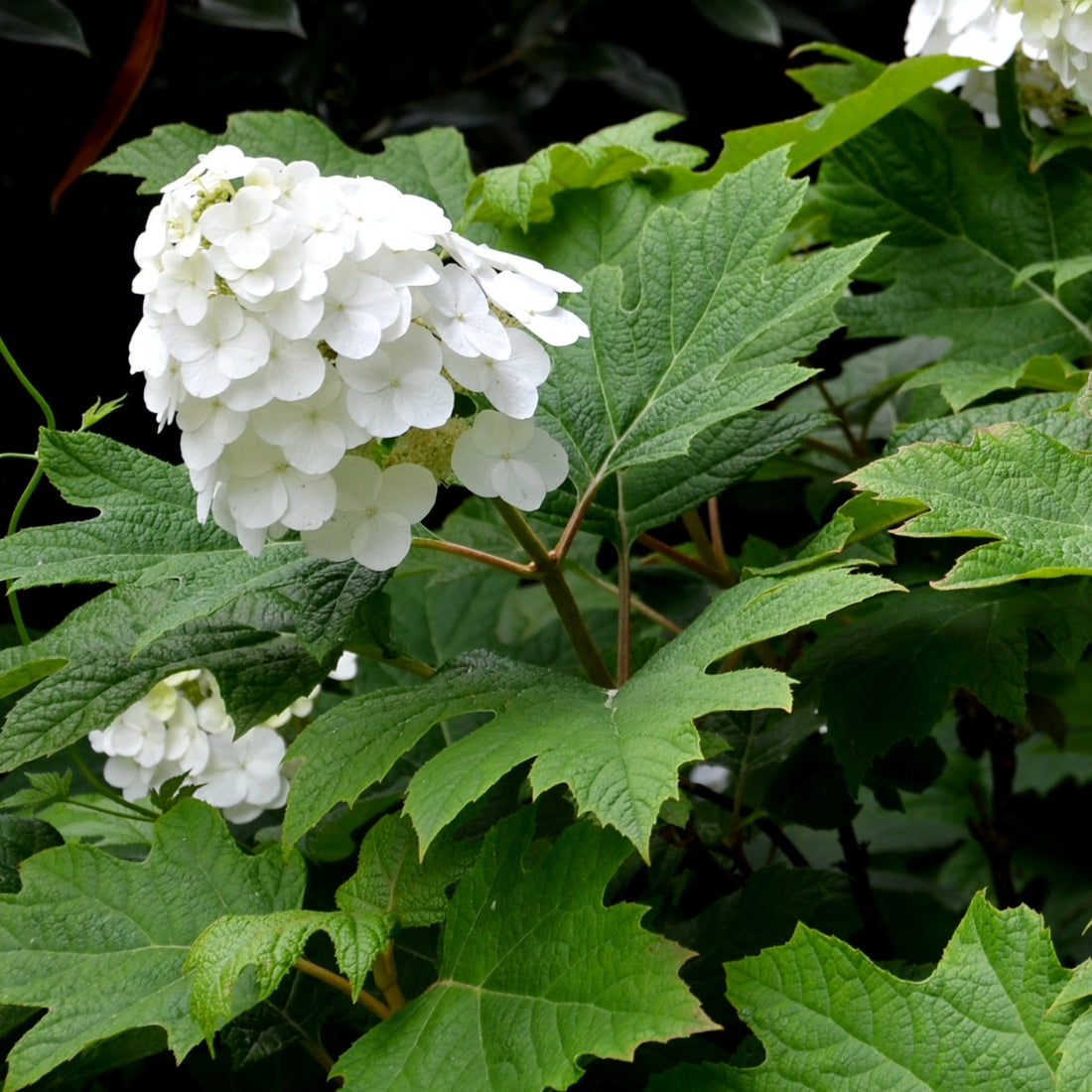 Hydrangea quercifolia ‘Snow Queen’ – Oakleaf Hydrangea Shrub