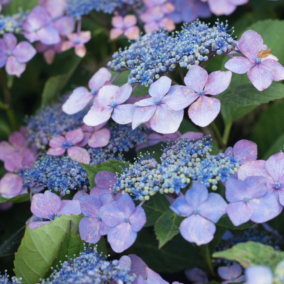 Hydrangea serrata ‘Blue Deckle’ – Lacecap Shrub | Blue-Changing Blooms