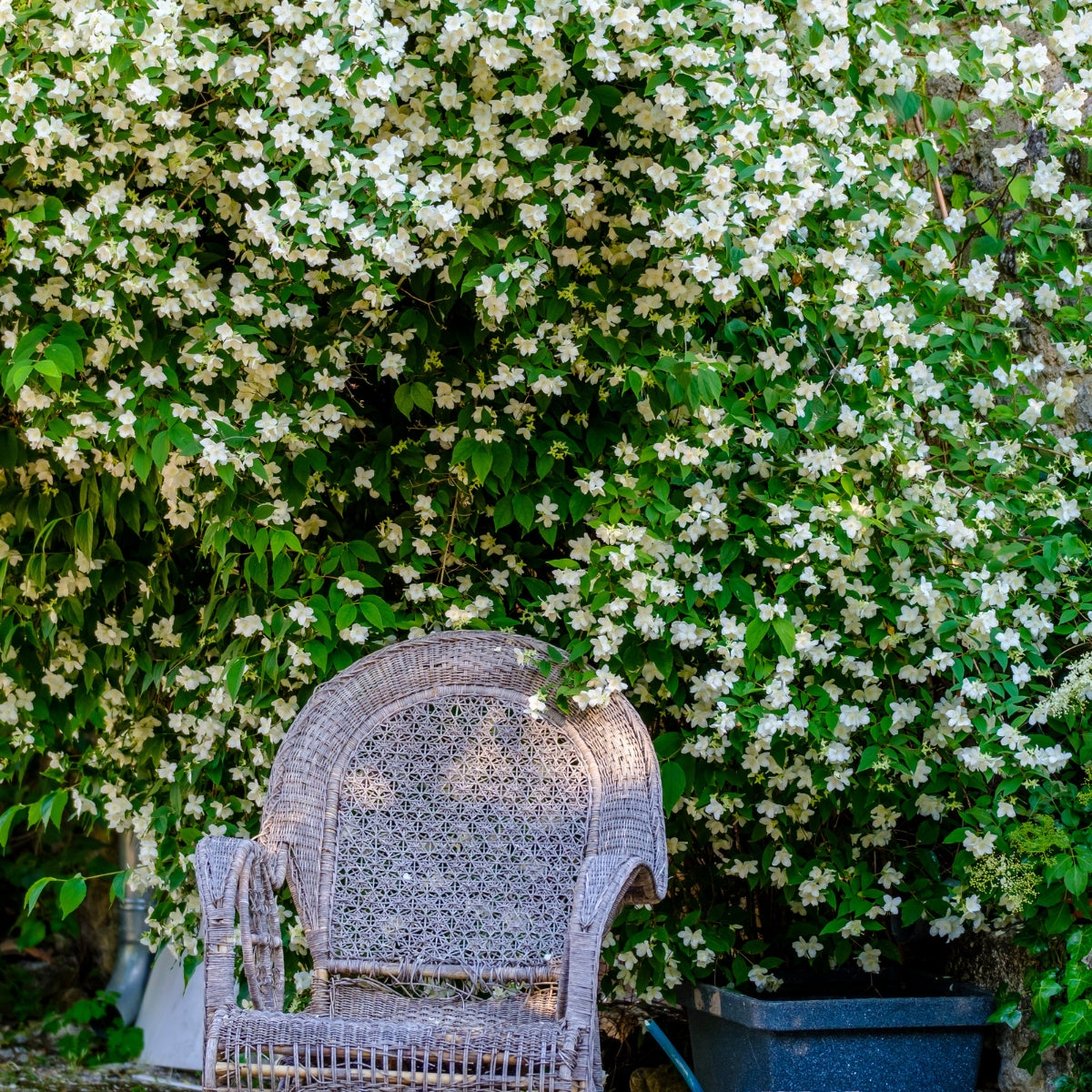 Philadelphus × virginalis ‘Flore Plena’ – Double White Mock Orange Shrub