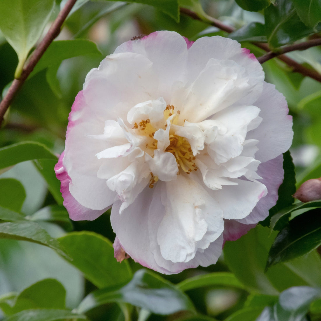 Camellia sasanqua ‘Star Above Star’ – Semi‑Double White &amp; Pink Sasanqua Shrub