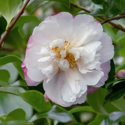 Camellia sasanqua ‘Star Above Star’ – Semi‑Double White &amp; Pink Sasanqua Shrub