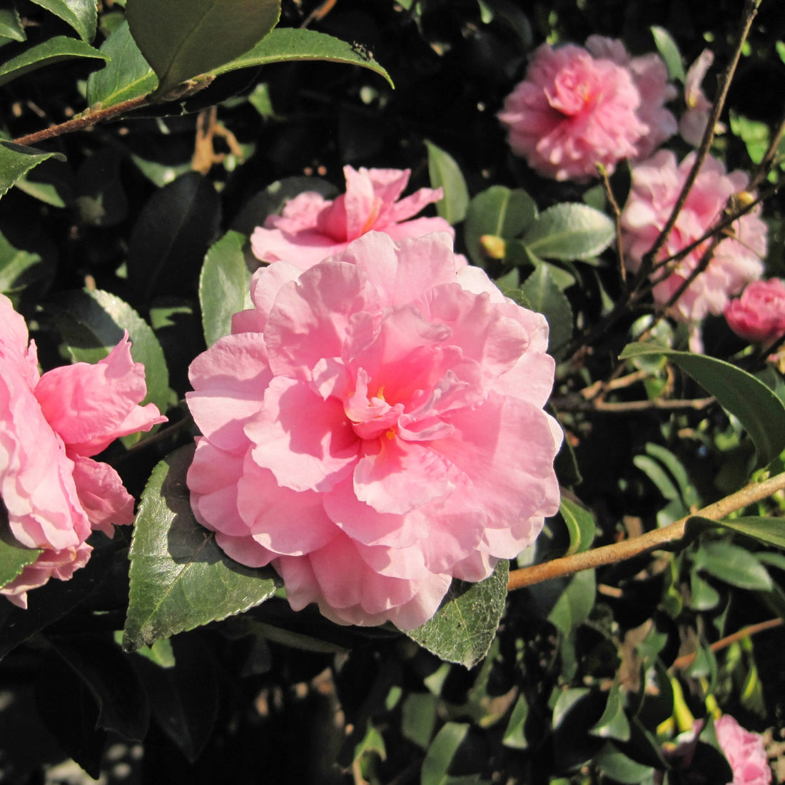 Camellia sasanqua ‘Showa Supreme’ – Soft Pink Peony‑Form Sasanqua Shrub