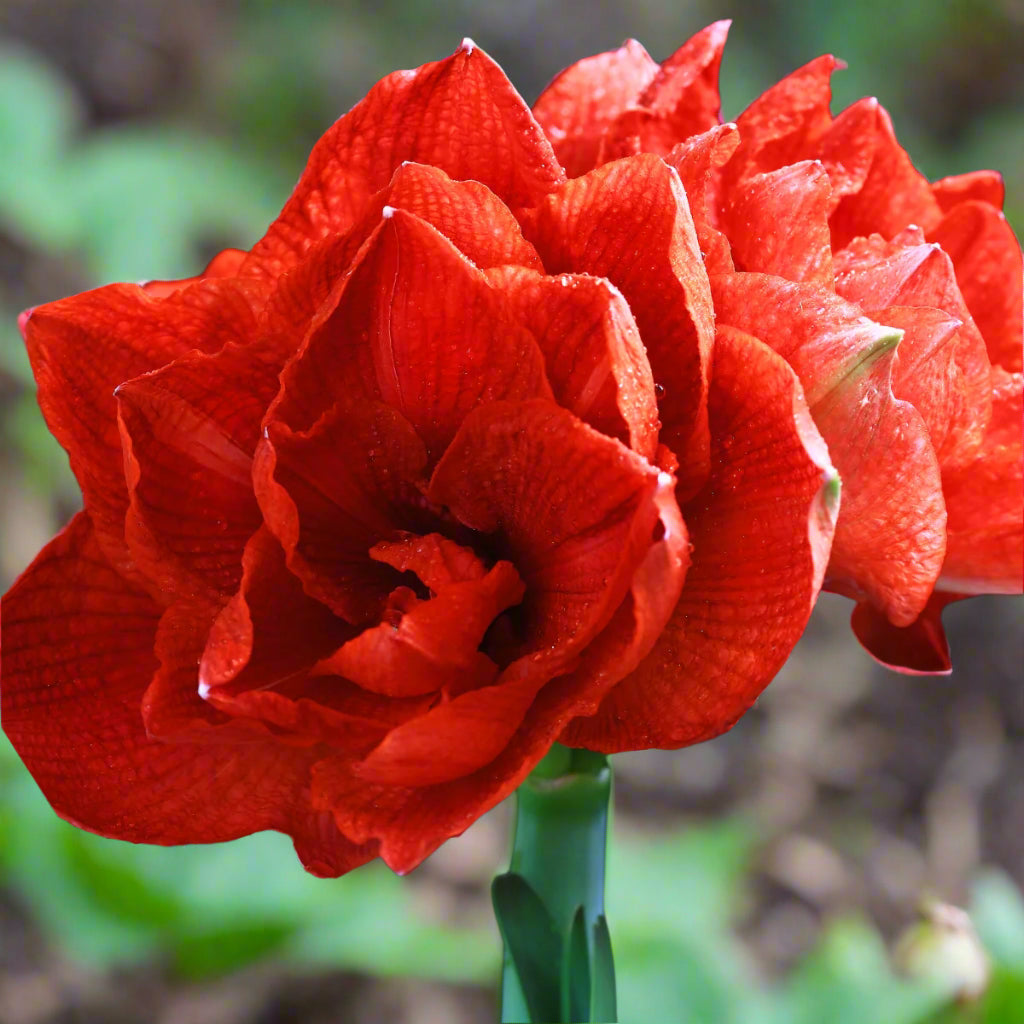 Hippeastrum ‘Double King’ – Regal Red Double Amaryllis Bulb