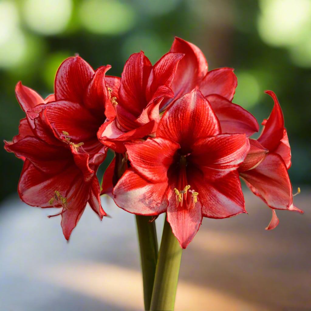 Hippeastrum ‘Charisma’ – Red - Edged Amaryllis Bulbs – Elegant Indoor Blooms - Oldboy&