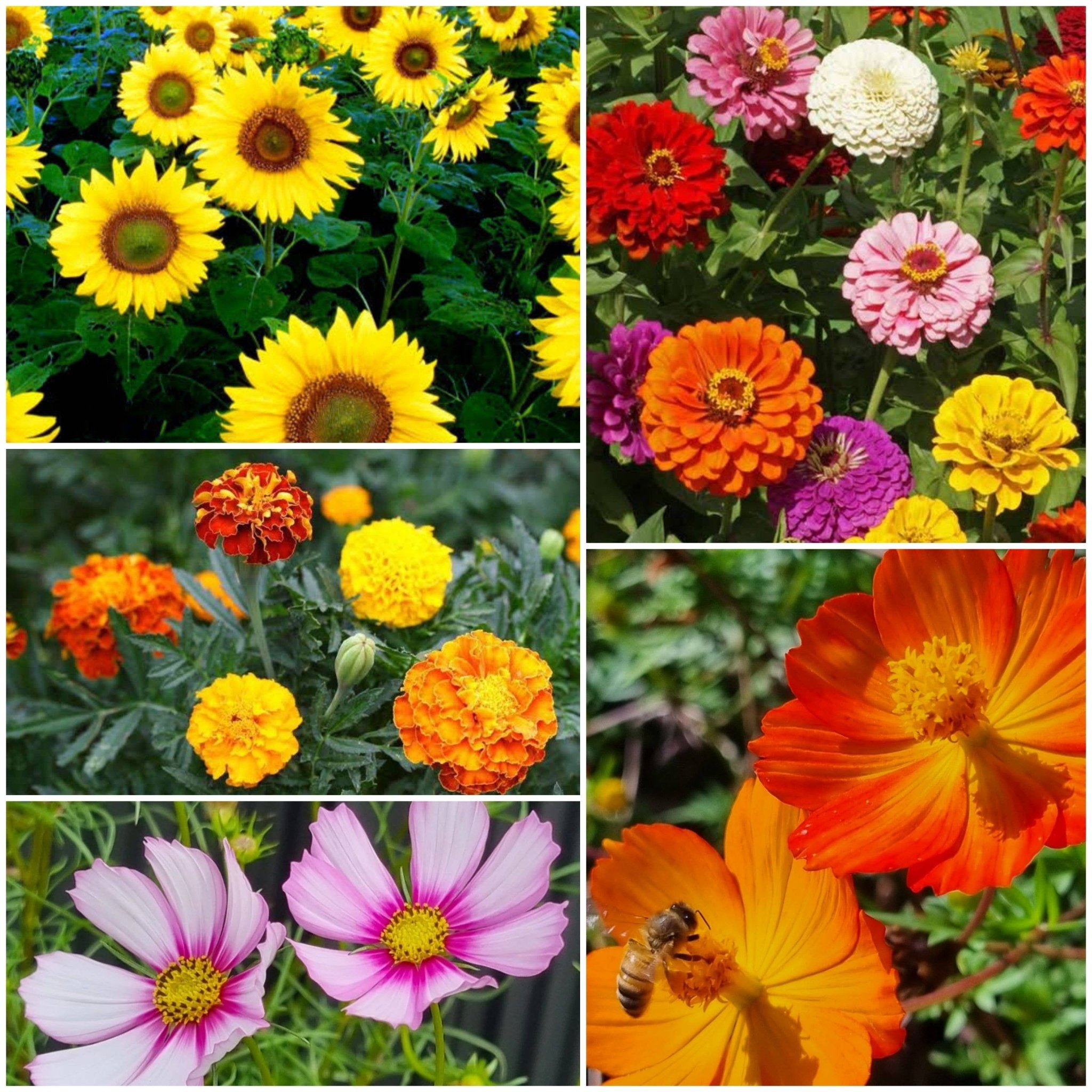 A Living Tribute - Wildflower Seeds - Oldboy&