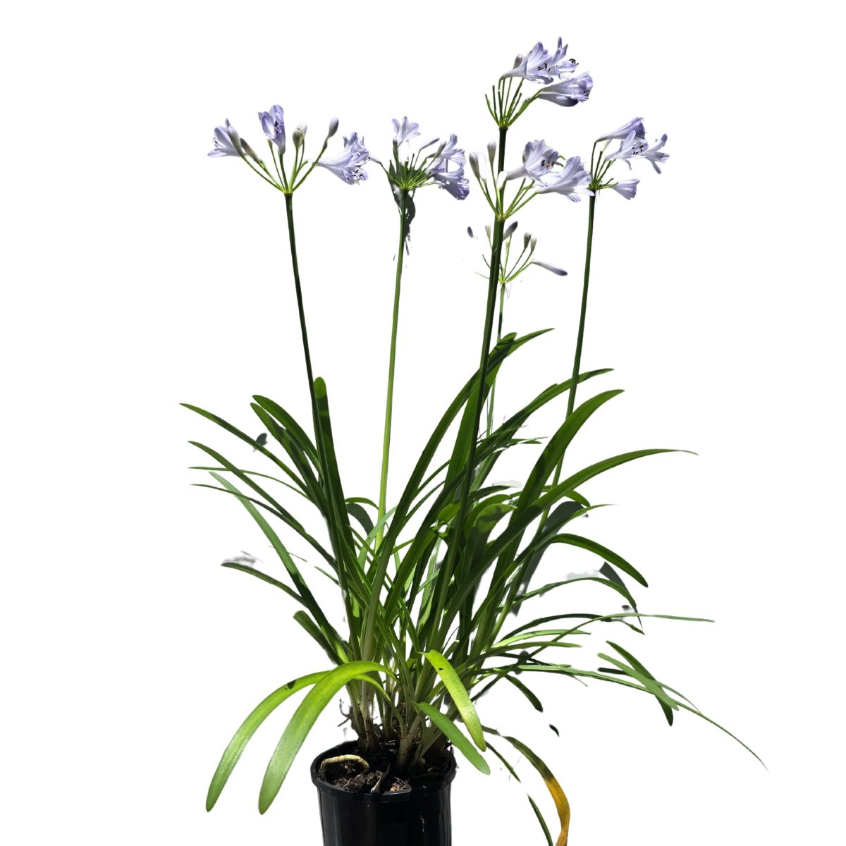 Agapanthus - Liliaceae - Agapanthaceae - Oldboy&